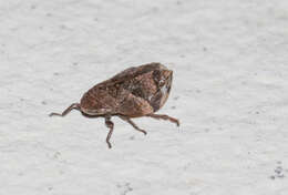 Image of Diamondback Spittlebug