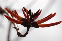 Image of Erythrina goldmanii Standl.