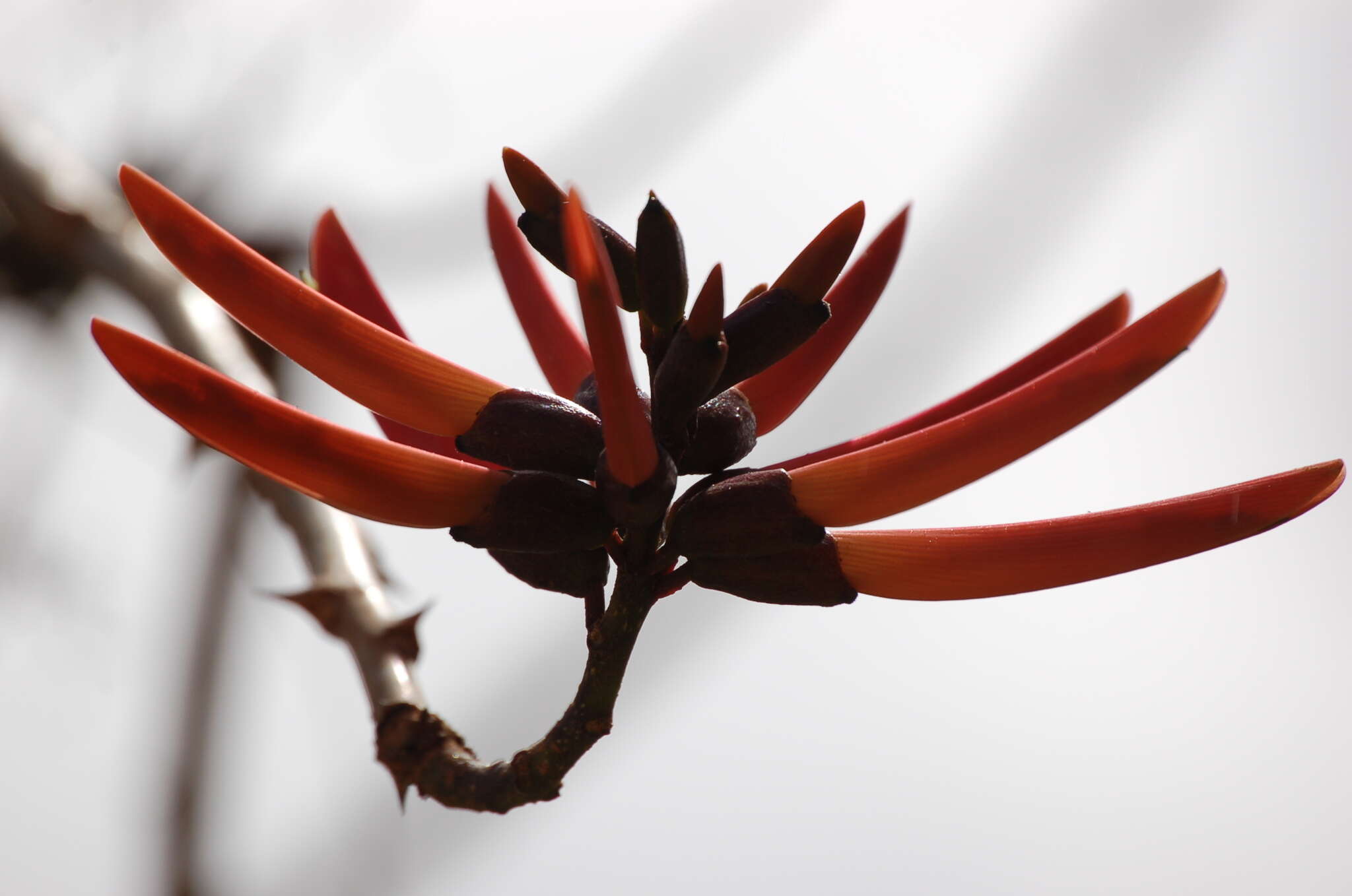 Imagem de Erythrina goldmanii Standl.