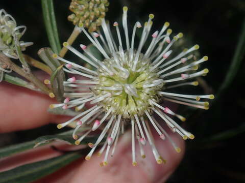 Image of Grevillea commutata F. Müll.