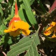 Image of dwarf nasturtium