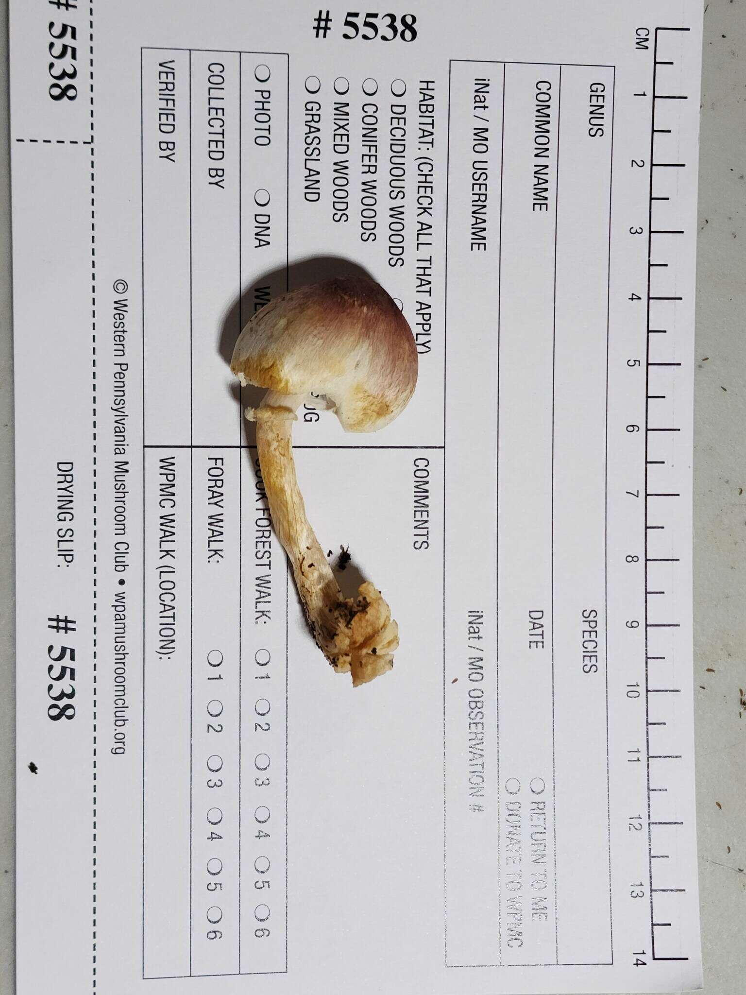 Image de Agaricus friesianus L. A. Parra, Olariaga & Callac 2013