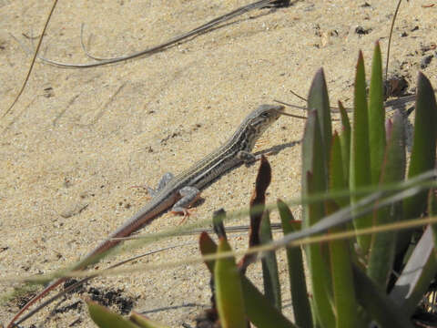 Plancia ëd Acanthodactylus erythrurus (Schinz 1833)