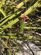 Plancia ëd Erica fascicularis L. fil.