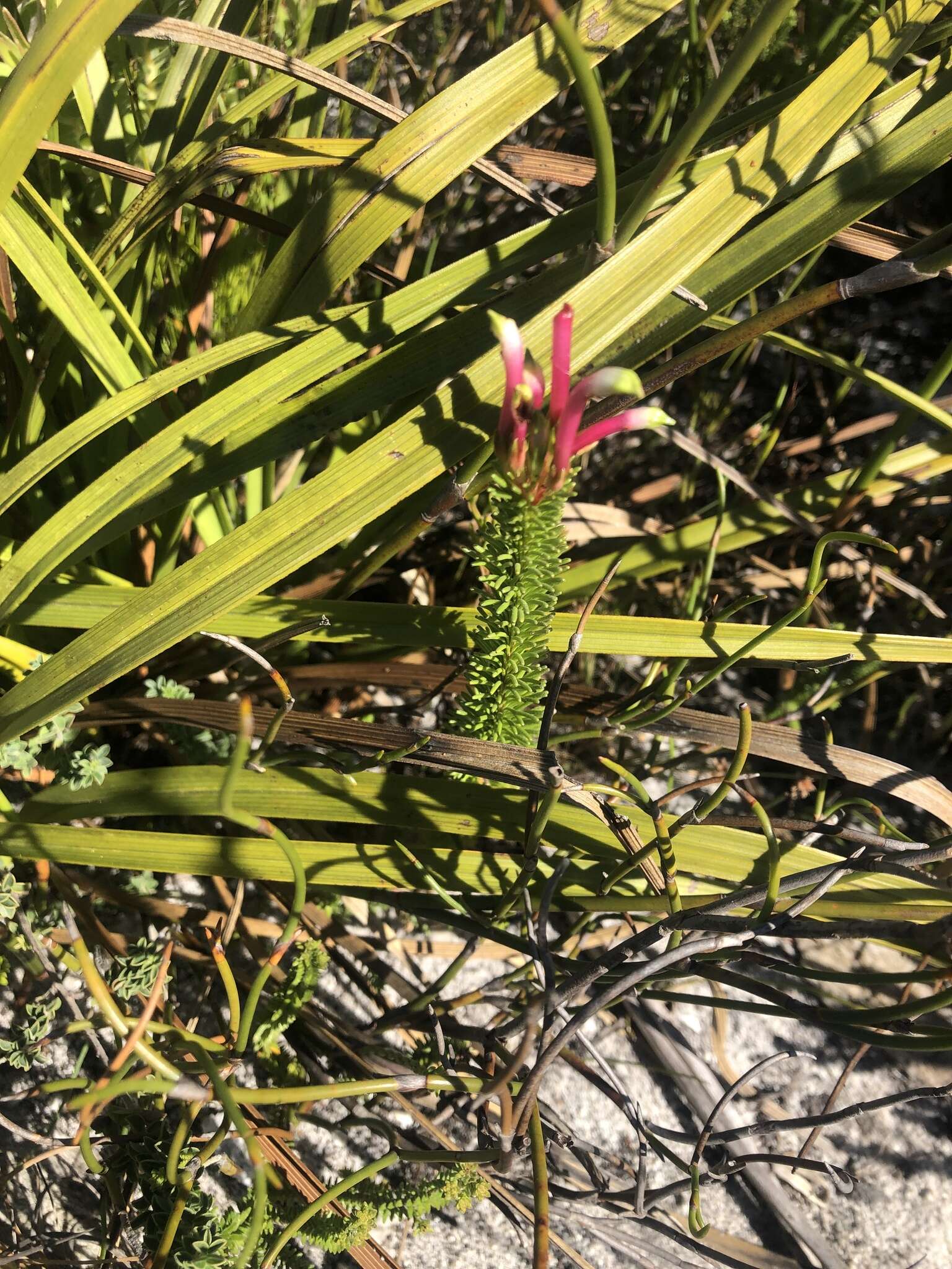 Plancia ëd Erica fascicularis L. fil.