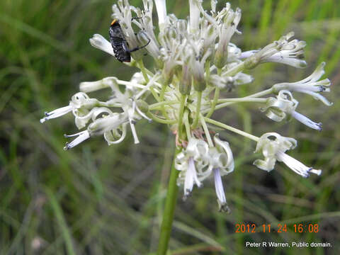 Image of Drimia sphaerocephala Baker