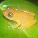 Image of Ricuarte robber frog