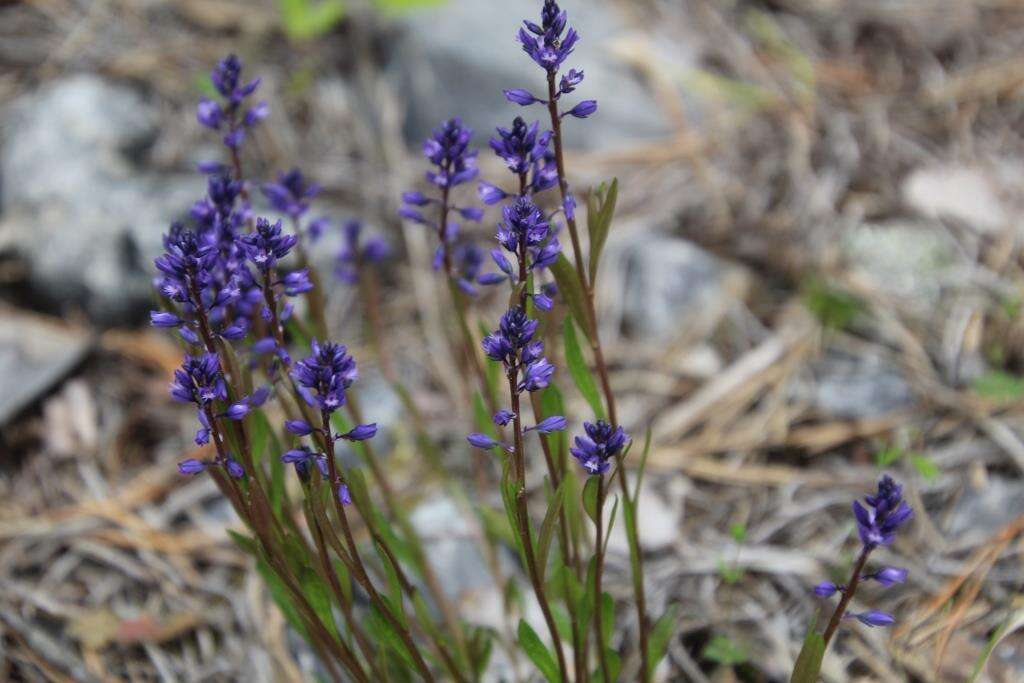 Image of Polygala amarella Crantz