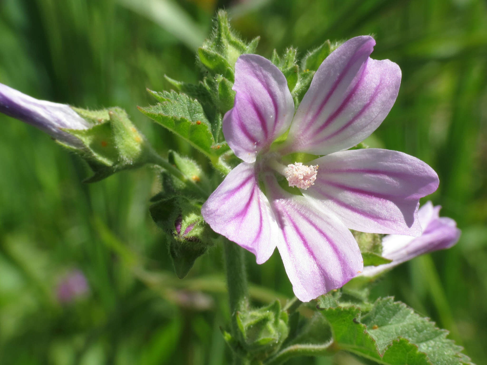 Imagem de Malva multiflora (Cav.) Soldano & Banfi