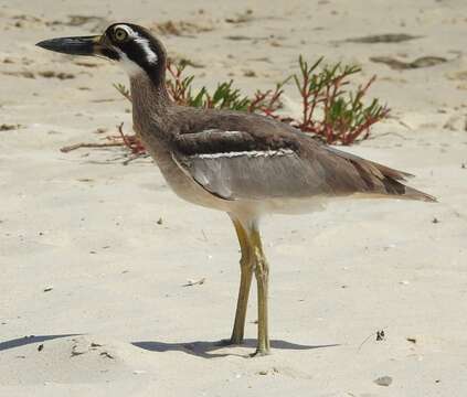 Image of Beach Stone-curlew