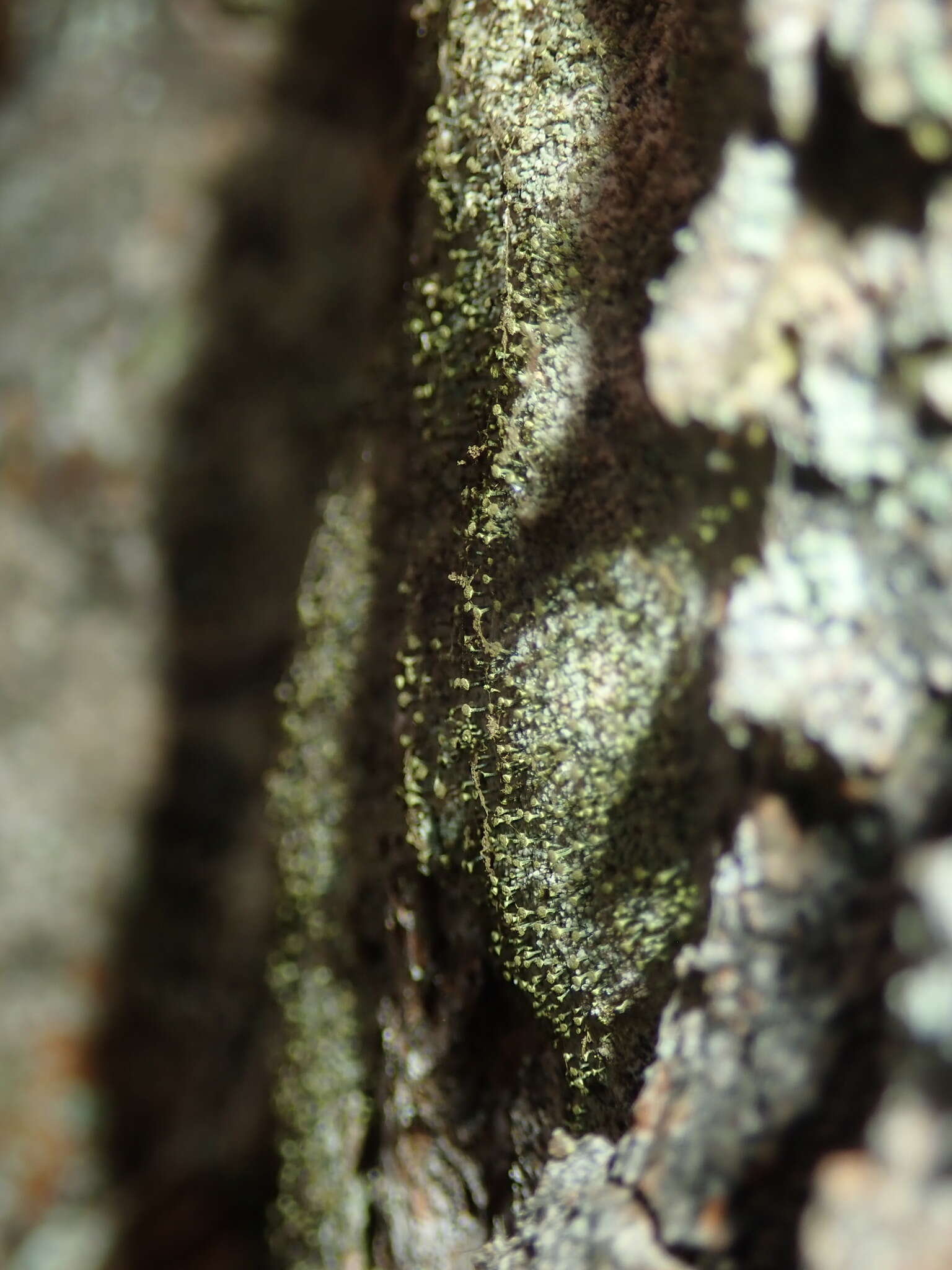 Image of needle lichen