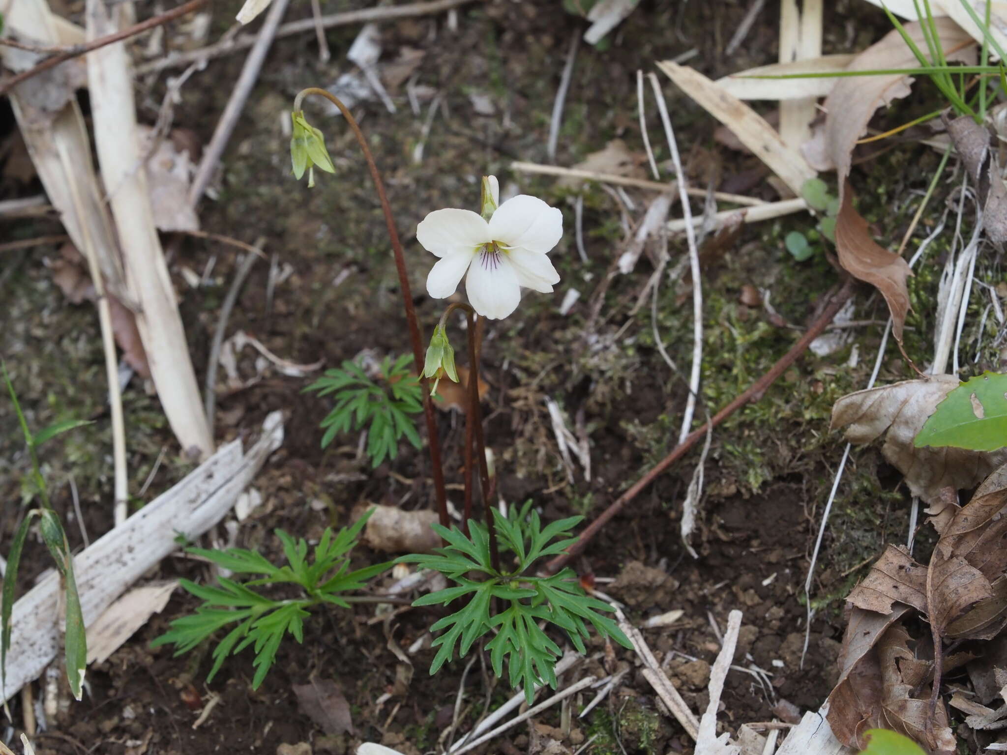 Image of Viola chaerophylloides var. sieboldiana (Maxim.) Makino