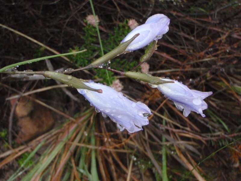 Imagem de Gladiolus gracilis Jacq.