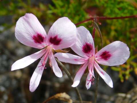 Image of Pelargonium divisifolium P. Vorster