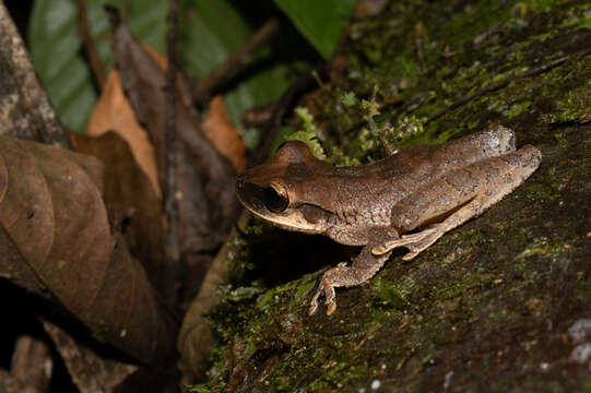 Image of Yasuni Bromeliad Treefrog