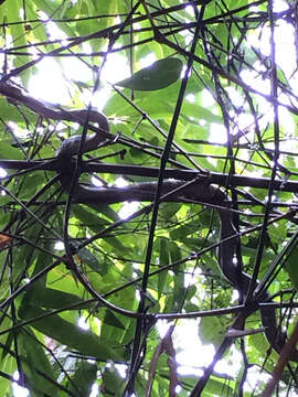 Image of Gold-ringed Cat snake