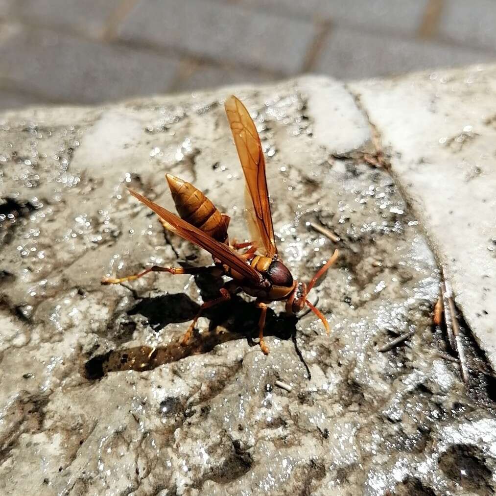 Image of <i>Polistes <i>carnifex</i></i> carnifex