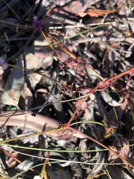 Imagem de Trachymene procumbens (F. Müll.) Benth.