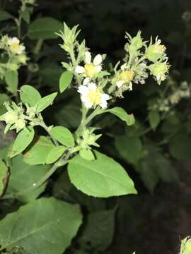 Image of whiteflower leafcup