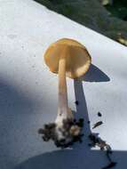 Image of Conocybe aurea (Jul. Schäff.) Hongo 1963