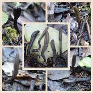 Image of Dark purple earth tongue