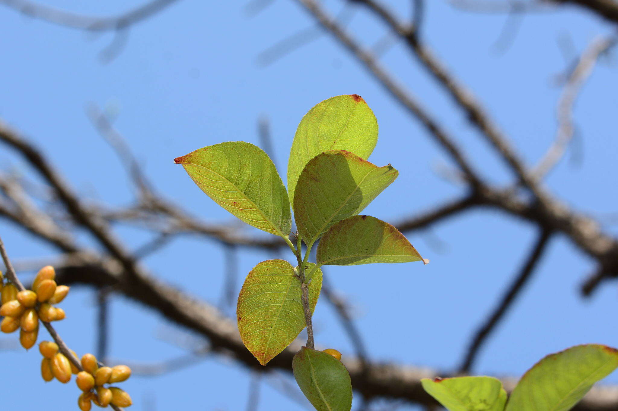 Image of Casearia graveolens Dalzell