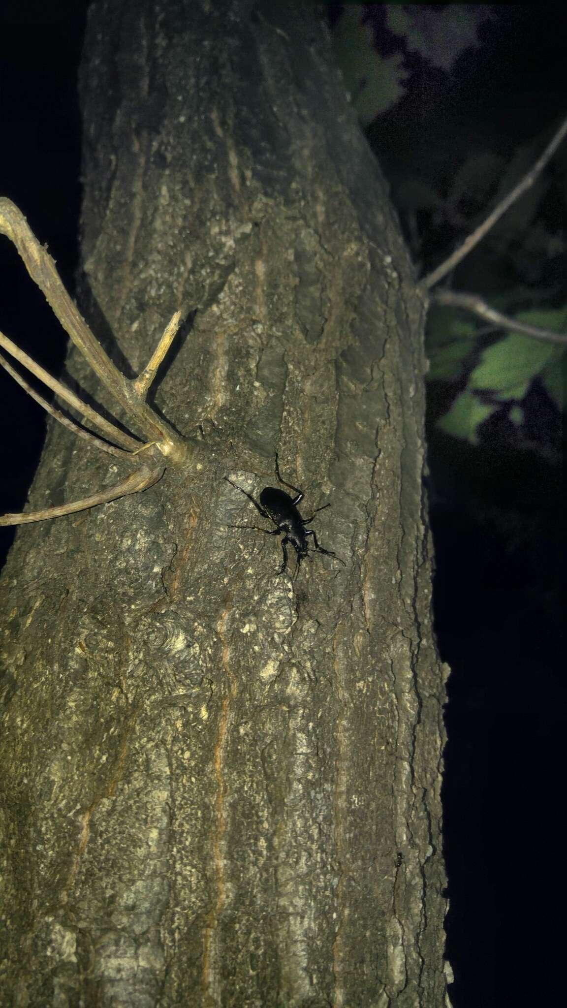 Слика од <i>Calosoma maximowiczi</i>