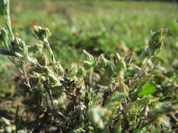 Image of field cudweed