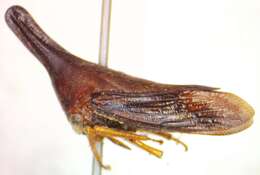 Aconophora laminata Fairmaire resmi