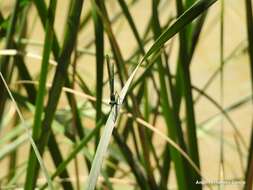 Image of Western Demoiselle