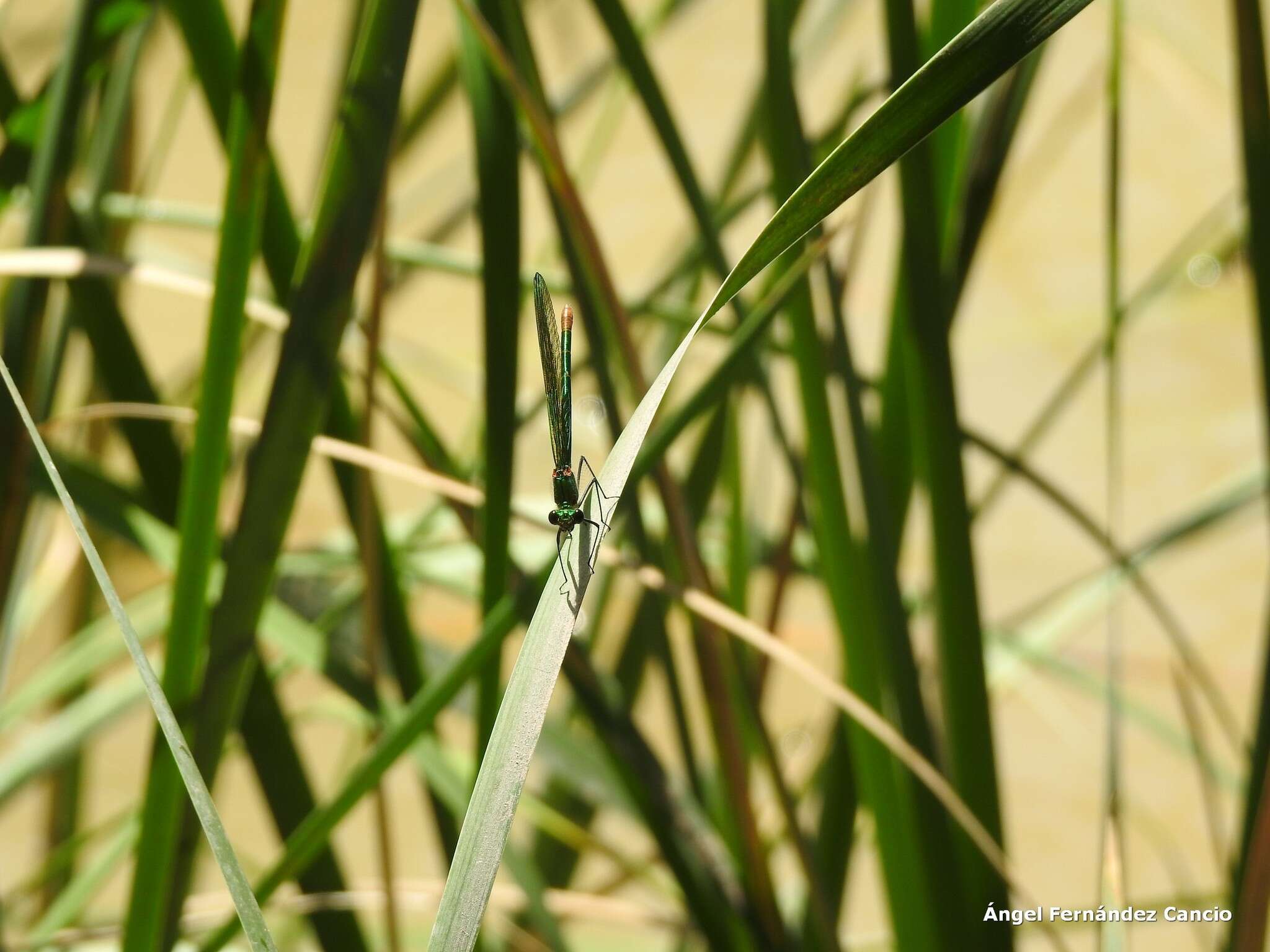 Image of Western Demoiselle