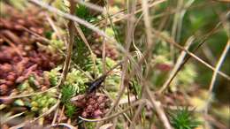 Image of Sphagnum Ground Cricket