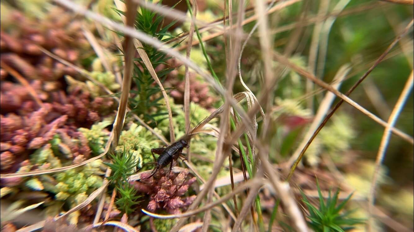 Image of Sphagnum Ground Cricket