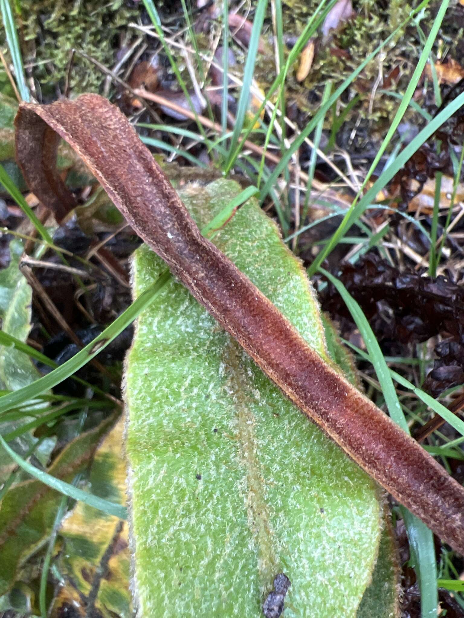 Elaphoglossum paleaceum (Hook. & Grev.) Sledge resmi