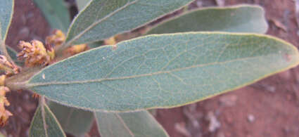 Image of Euclea natalensis subsp. angustifolia F. White