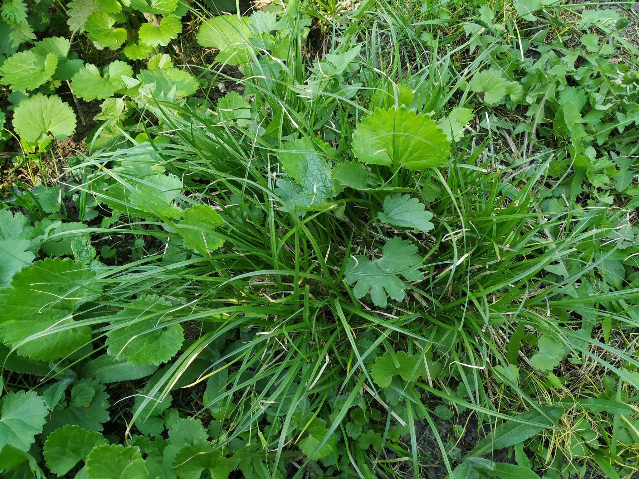 Image de Carex spicata Huds.