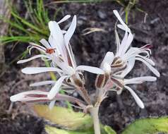 Image of Pelargonium auritum subsp. carneum (Harv.) J. J. A. V. D. Walt