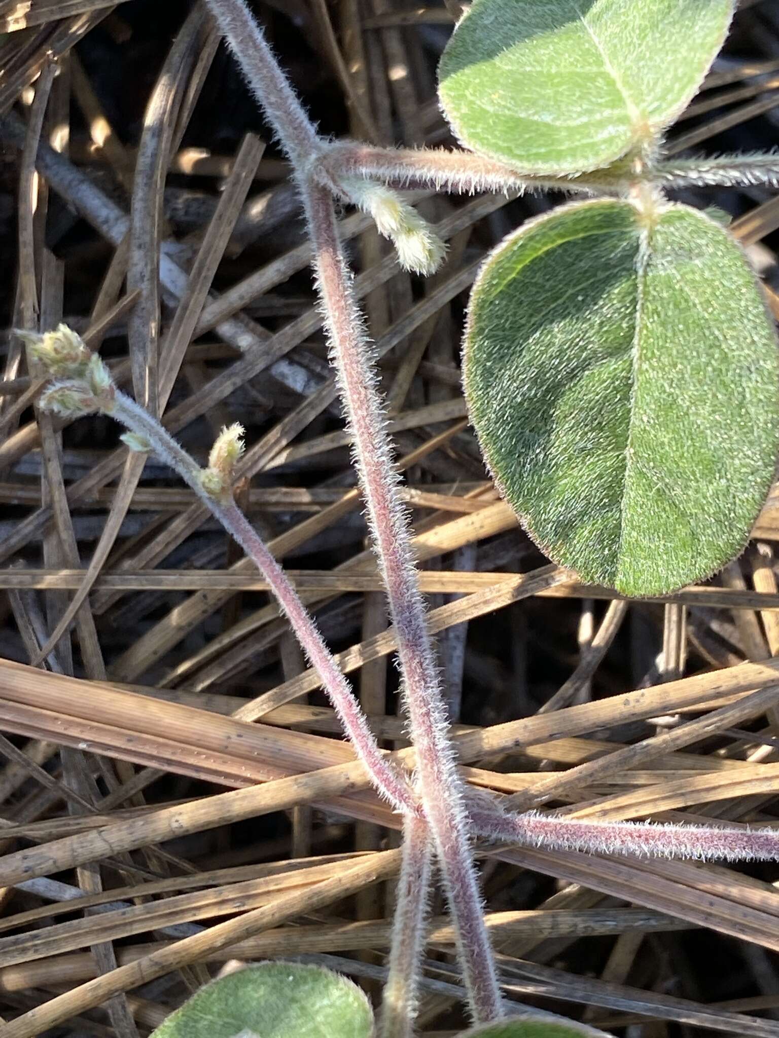 Image of Soft Milk-Pea