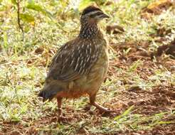 Image of Crested Francolin