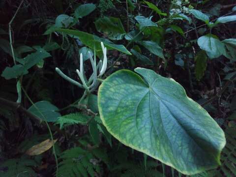 Слика од Piper umbellatum L.