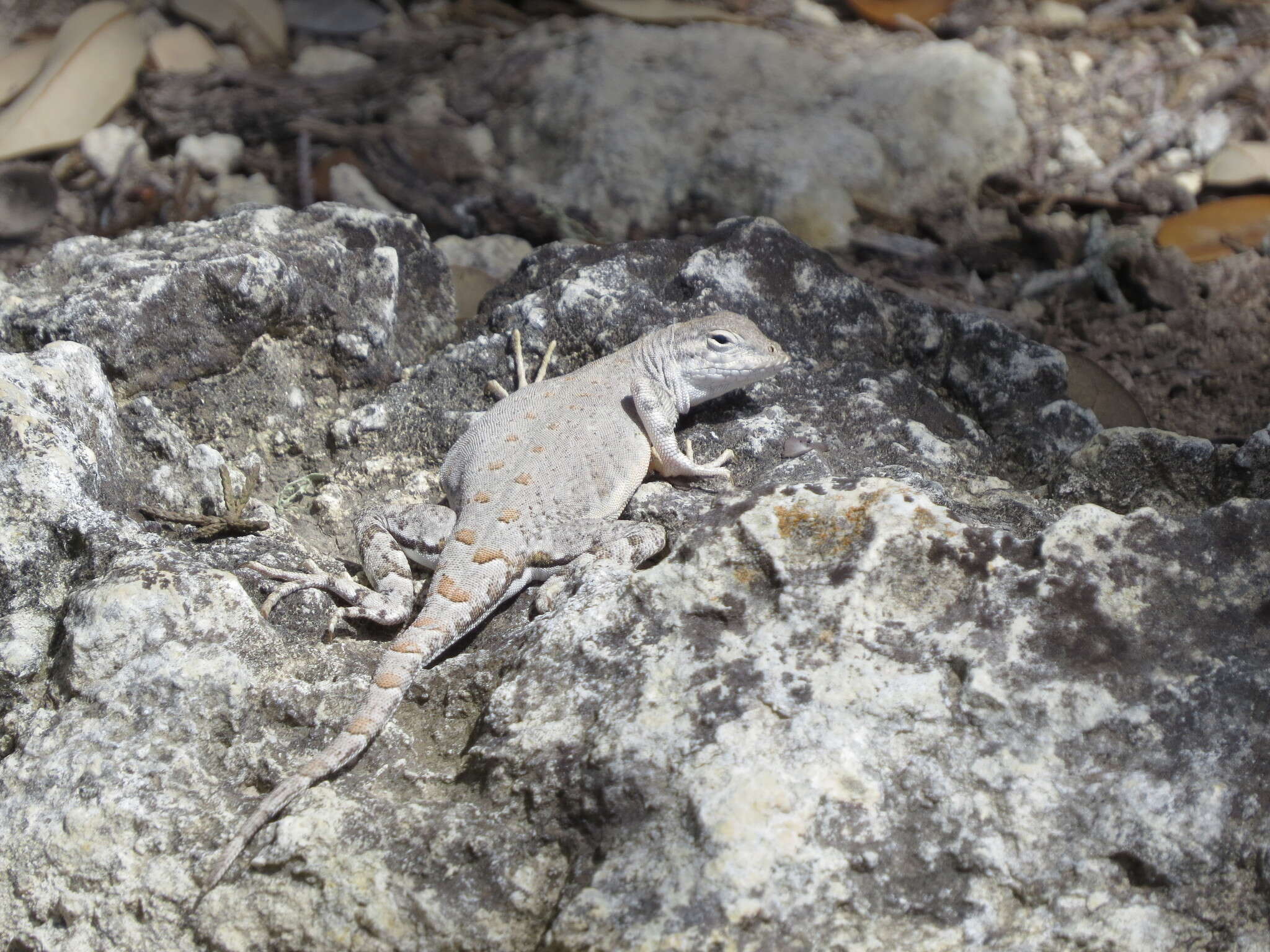 Image de Cophosaurus texanus texanus Troschel 1850