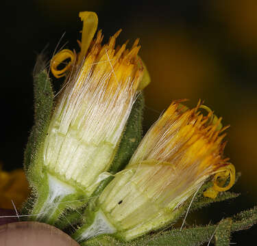 Lorandersonia peirsonii (D. D. Keck) Urbatsch, R. P. Roberts & Neubig resmi