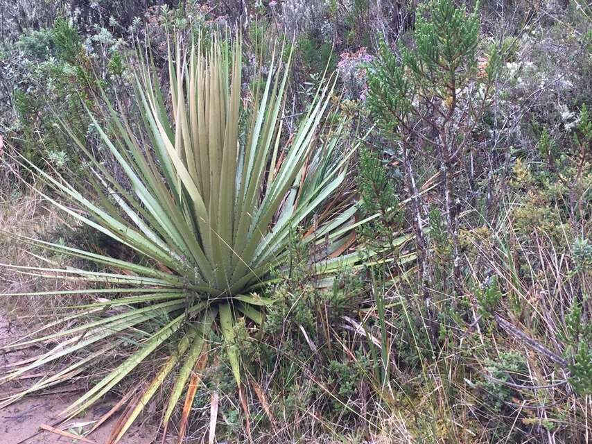 Puya goudotiana Mez的圖片