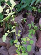 Image of Euphorbia ocymoidea L.