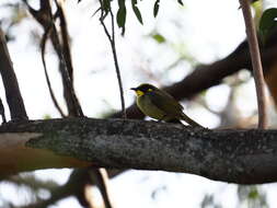 Image of Yellow-tufted Honeyeater