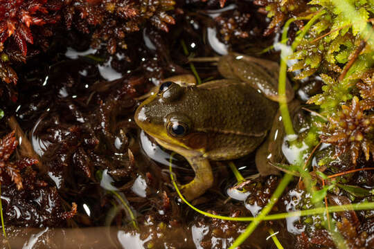 Image of Florida Bog Frog