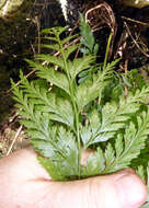 Plancia ëd Asplenium gibberosum (G. Forst.) Mett.