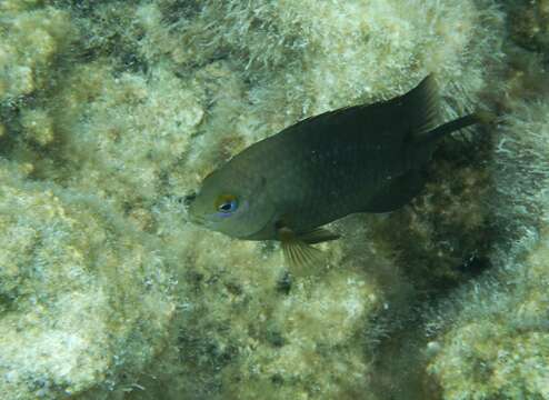 Image of dusky farmerfish