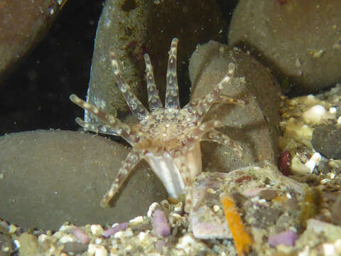 Image of cryptic burrowing anemone