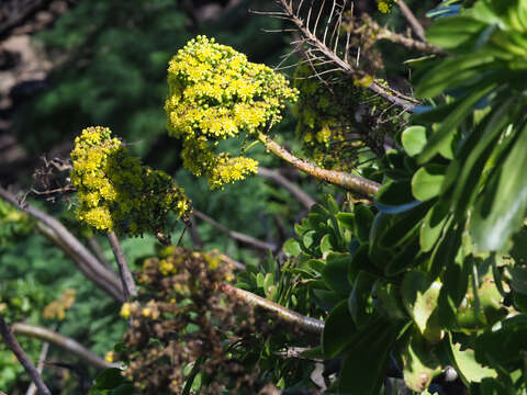 Image of Aeonium arboreum subsp. arboreum